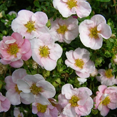          Potentilla fruticosa Blink / Potentilla fruticosa Princess /Potentilla fruticosa                       Pink Queen 